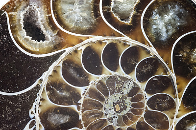 鹦鹉螺化石壳宏观结构