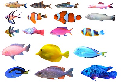 热带鱼品种种类孤立白底