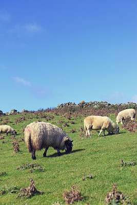 爱尔兰的绵羊农场