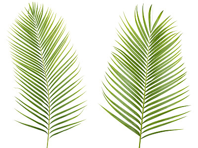 热带棕榈叶孤立在白色背景与修剪路径