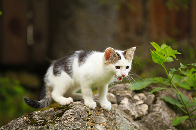 丢失的小猫户外