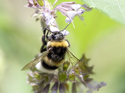 大黄蜂从盛开的鼠尾草上采集花蜜
