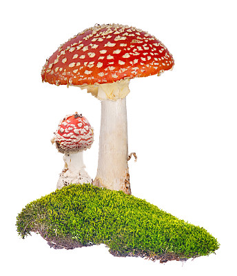 毒蝇菇