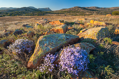 秋天的紫苑，日落，谢里丹山，威奇托山，俄克拉荷马州