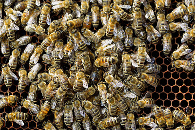 蜜蜂在蜂窝上成群游动