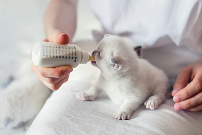 和牛奶的小猫图片大全 和牛奶的小猫设计素材 和牛奶的小猫模板下载 和牛奶的小猫图库 昵图网soso Nipic Com