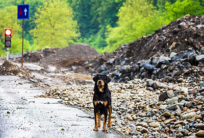 罗马尼亚胡内多拉市路边的一只流浪狗