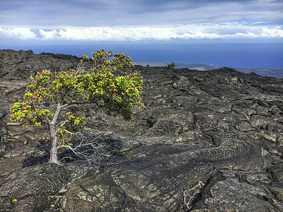 孤独的树和火山景观