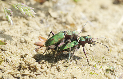 甲虫:Copula的绿虎甲虫(Cicindela campestris