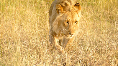 狮子王在野外行走