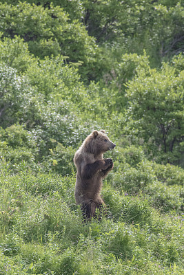 年幼的科迪亚克棕熊双手紧握站在苔原上