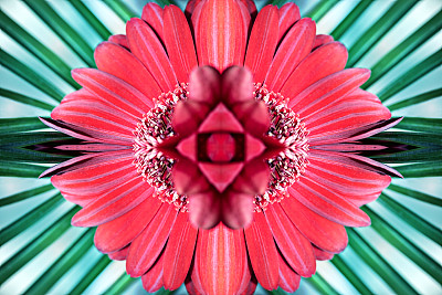 美丽新鲜的非洲菊红色花朵宏观超现实形状对称的万花筒