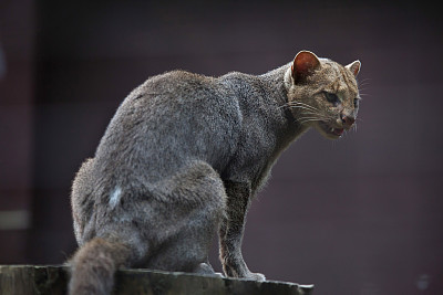 野猫