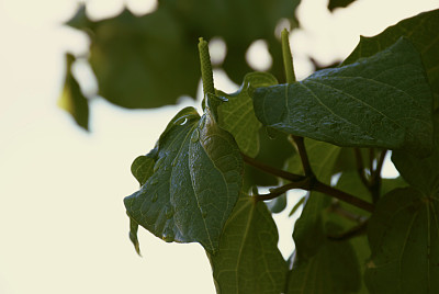 川川 (Piper excelsum)