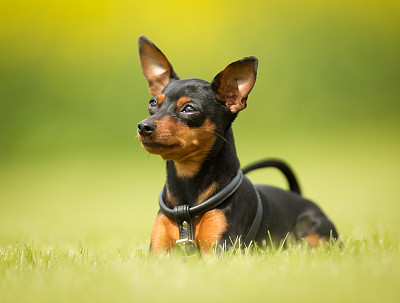 刚毛小猛犬