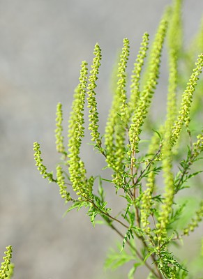 特别美味的食物artimisiifolia-Ragweed