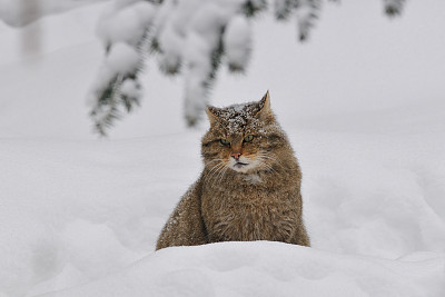 野猫(野猫)