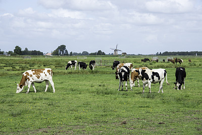奶牛在绿草上和荷兰风车