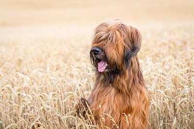 布里犬