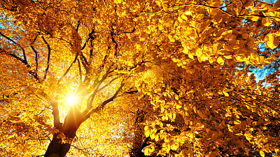 秋日的阳光明媚地照在山毛榉树上