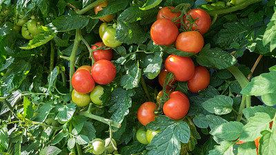 本土西红柿