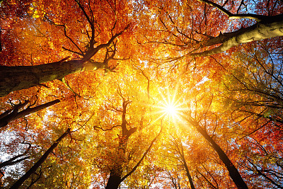 秋日的阳光穿过树冠