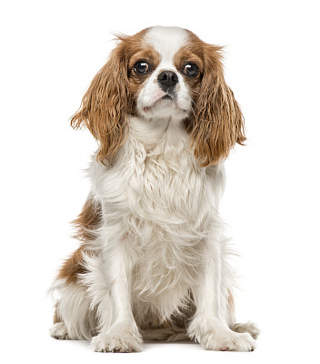 查理王小猎犬
