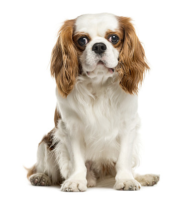查理王小猎犬