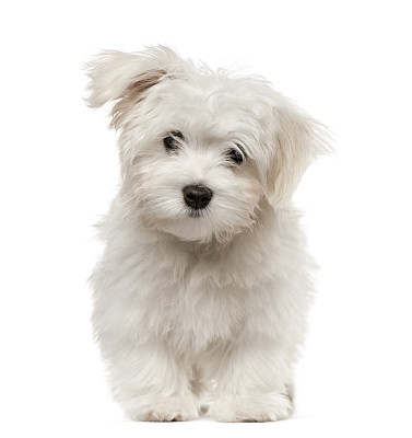 比熊犬