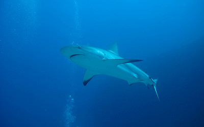 加勒比海珊瑚礁鲨