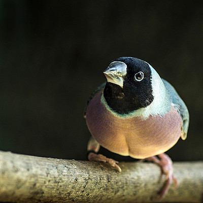 Gouldian雀,鸟
