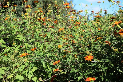 雏菊