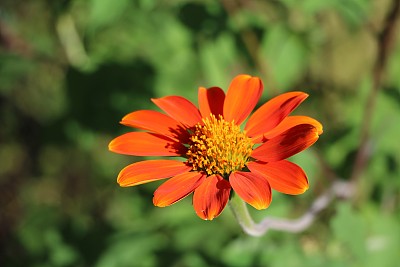 雏菊
