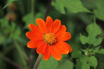 雏菊
