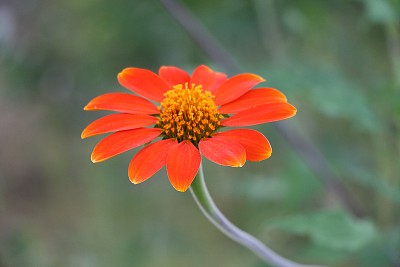 雏菊