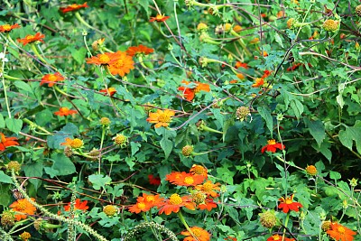 雏菊