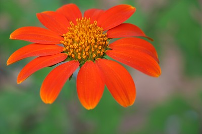 雏菊