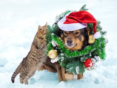 狗戴着圣诞花环和圣诞帽和小猫坐在一起