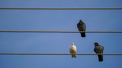 鸽子在电线