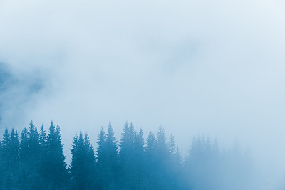 神秘的雾在山坡上的森林