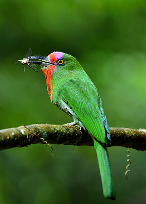 红胡子的食蜂鸟(夜莺)美丽的绿色鸟类