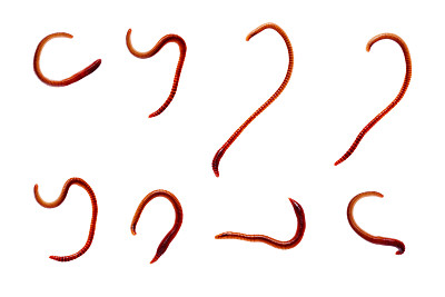 蚯蚓