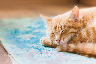 斑纹猫
