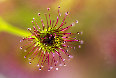 茅膏菜