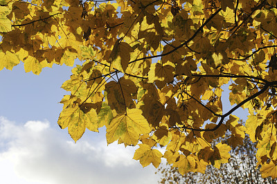 黄色的悬铃木叶在秋天假悬铃木槭