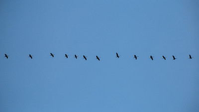 鹤在迁徙，一排飞鸟的剪影
