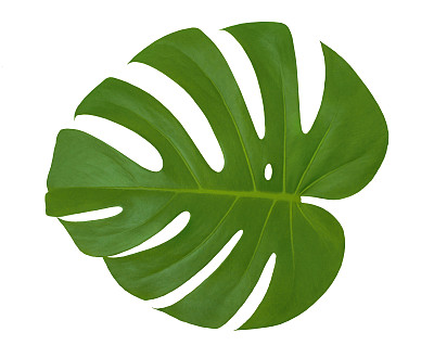 喜林芋属