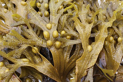 海藻灰