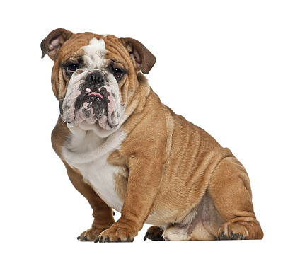 英格兰斗牛犬