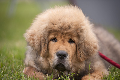 藏獒幼犬的肖像